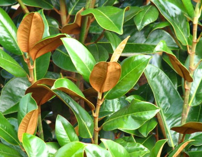 Magnolie Ferruginea