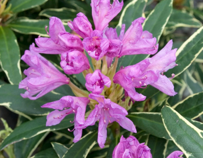 Pěnišník  Variegata