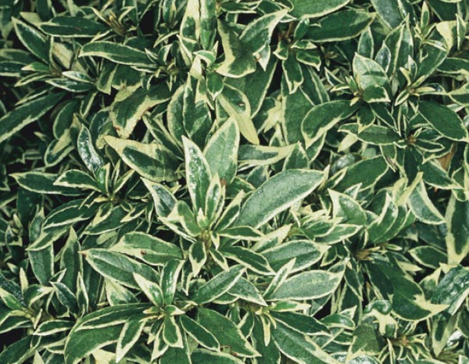 Pěnišník  Variegata