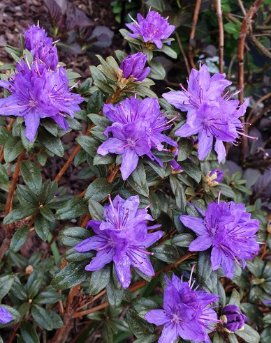 Pěnišník ´Gletschernacht´