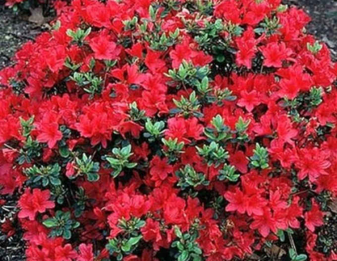 Azalka japonská Hino - Crimson