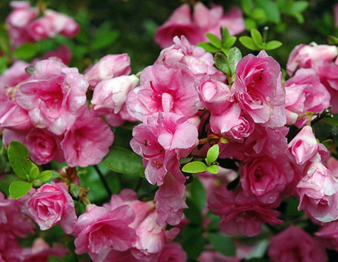Azalka japonská Rosebud