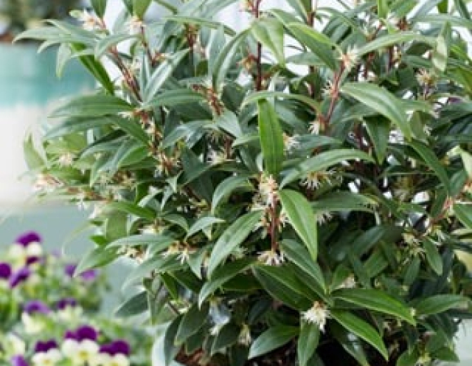 Sarcococca ´Purple Gem´