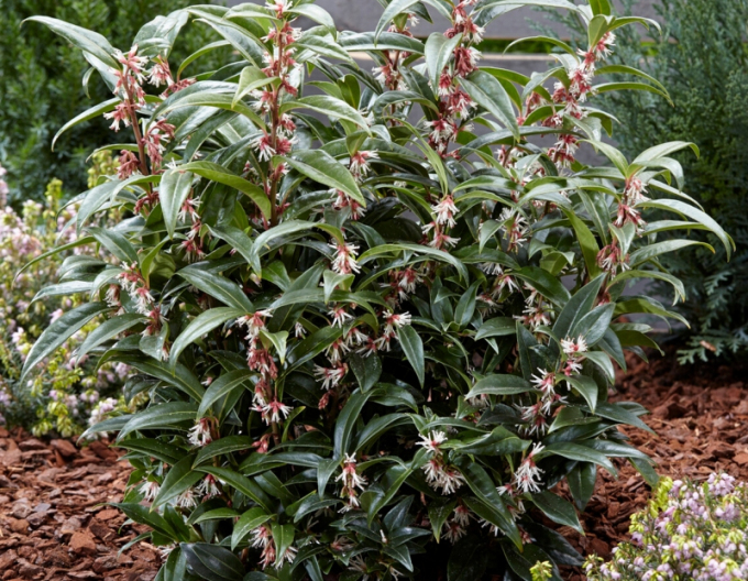 Sarcococca ´Purple Gem´