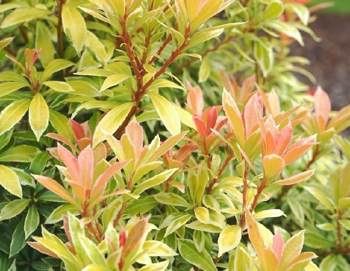 Pieris ´Little Gold´