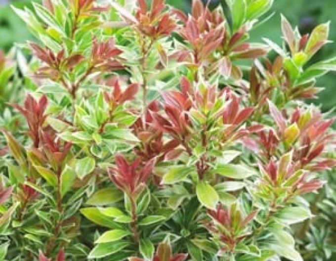 Pieris ´Little Gold´