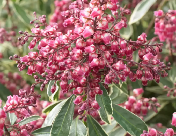 Pieris japonský ´Polar Passion´