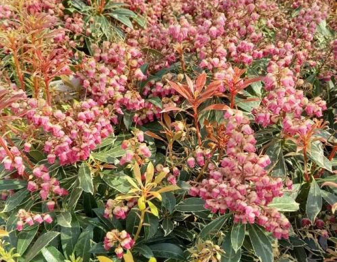 Pieris japonský ´Polar Passion´