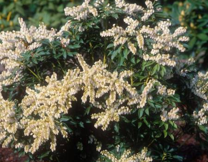 Pieris japonský ´Purity´