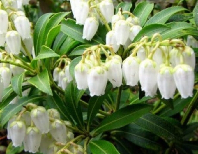 Pieris japonský ´Purity´