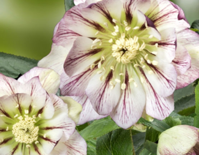 Mullein hybrid Maggy