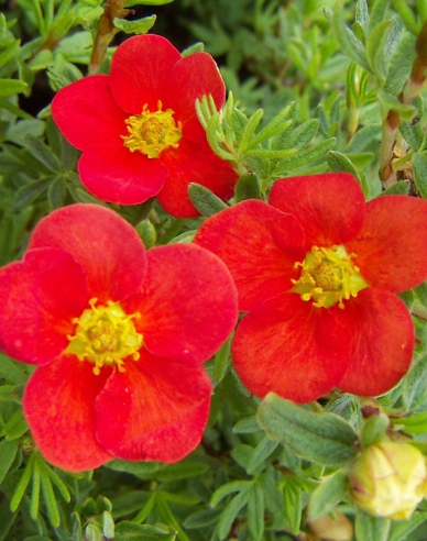 Mochna křovitá "RED ACE"
