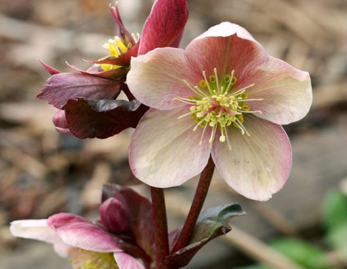 Hybridní čemeřice Pink Frost