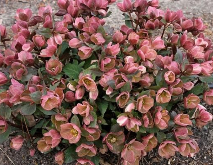 Hybridní čemeřice Pink Frost
