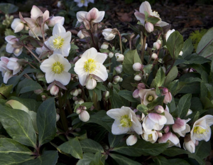 Holly hybrid Snow Dance