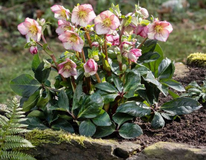 Holly hybrid Ice N Roses Carlotta