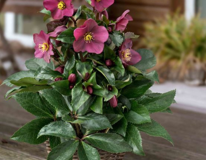 Holly hybrid ´ Ice N´ Roses Early Red´
