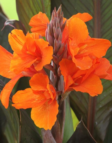 Dosna ´Oranžová´