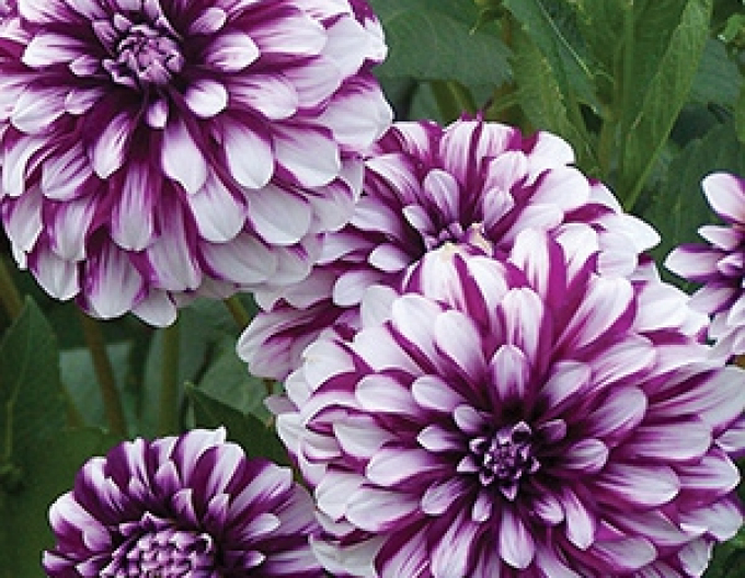 Dahlia ´Edinburgh´