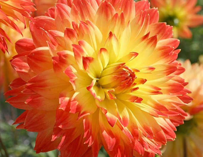 Dahlia ´Procyon´