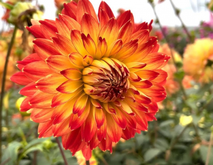 Dahlia ´Procyon´