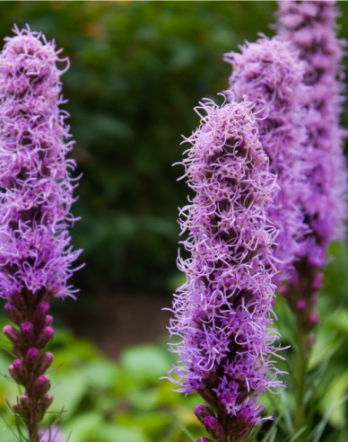 Liatra spicata Fialový