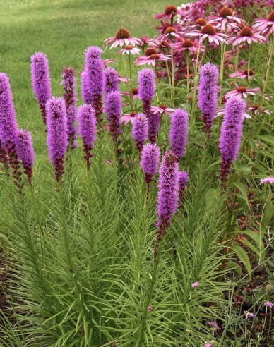 Liatra spicata Fialový