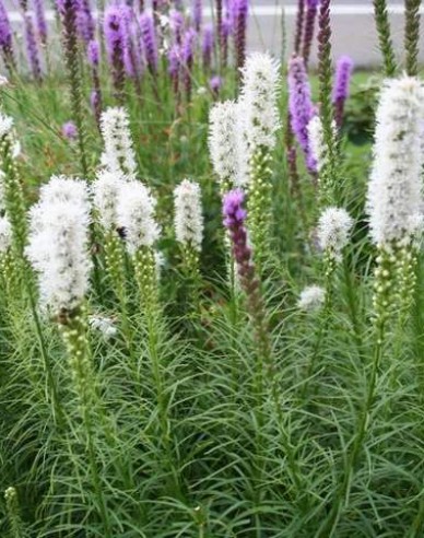 Liatra spicata ´Bíly´