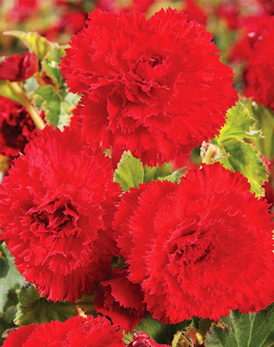 Begónie trepenita Červená