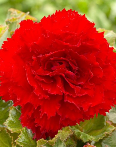 Begónie trepenita Červená