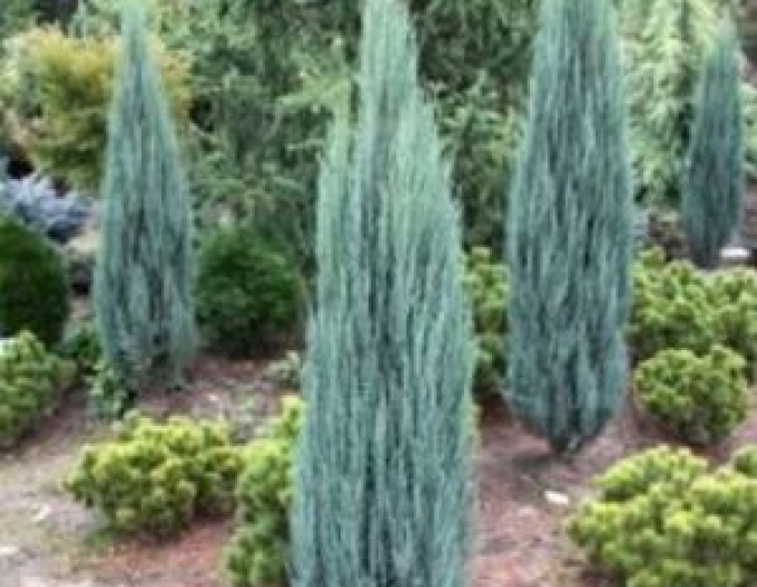 Juniperus virginiana Blue Arrow