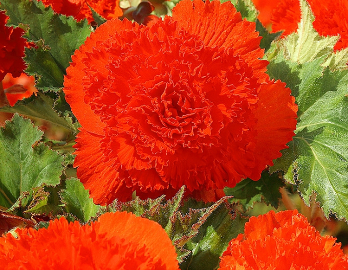 Begónie trepenita ´Pomerančová´