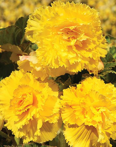 Begónie trepenita  Žlutá