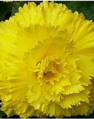 Begónie trepenita  Žlutá