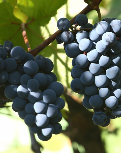 Stolní réva ´Nero´