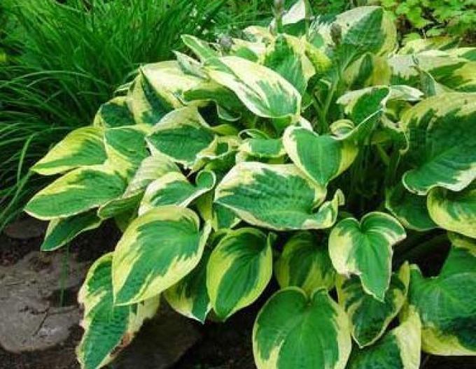 Hosta Funkia Wide Brim1l