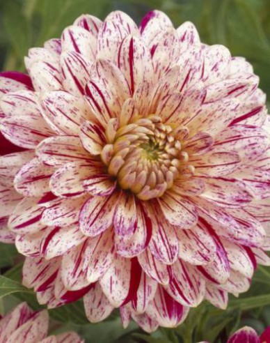 Jiřinka dekorativní ´Smokey´