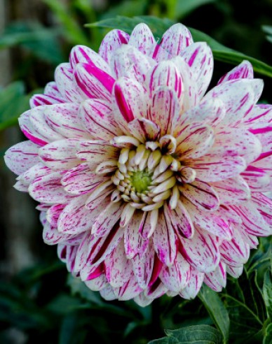 Jiřinka dekorativní ´Smokey´