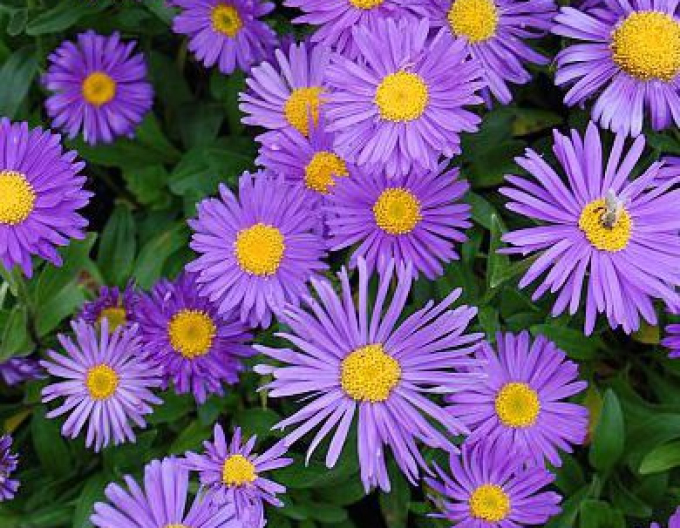 Astra alpinska ´Violet´