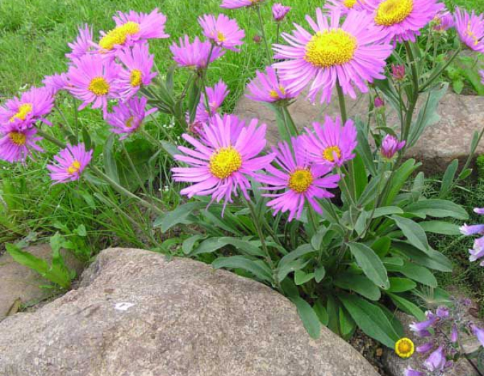 Astra alpinska ´Happy End´