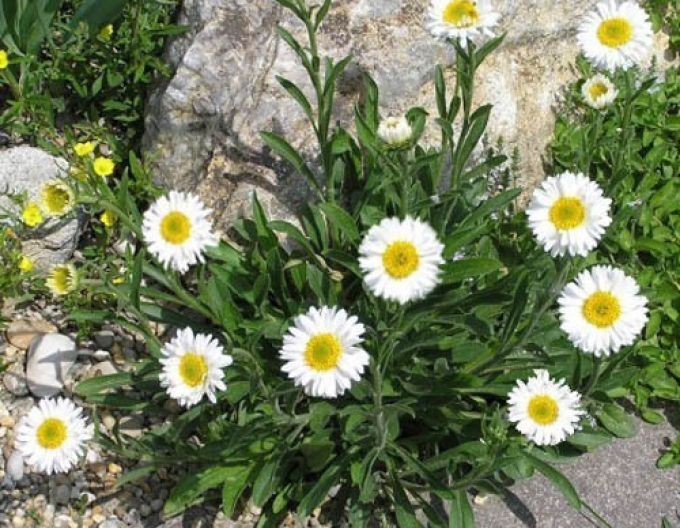 Astra alpinska ´White´