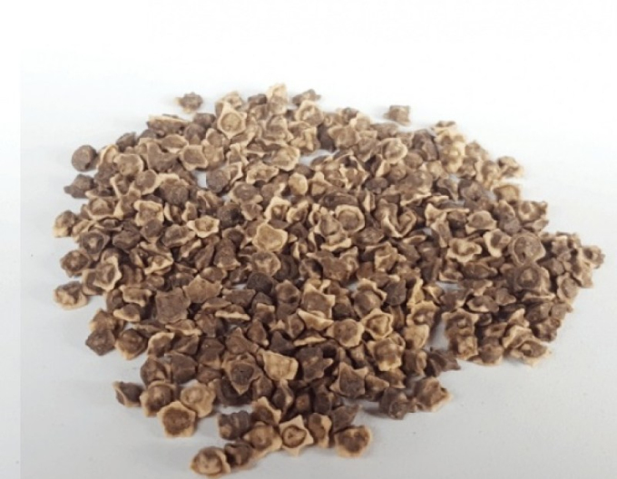 Sedos Krmná řepa ´Bučianský žlutý válec´ 100g
