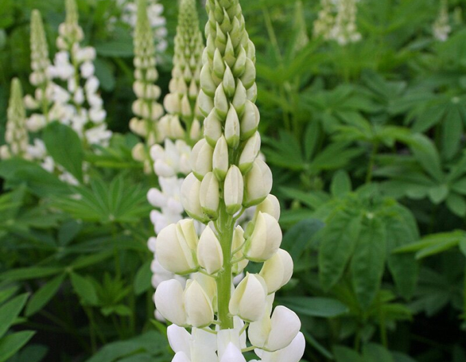 Lupina ´Bíla´