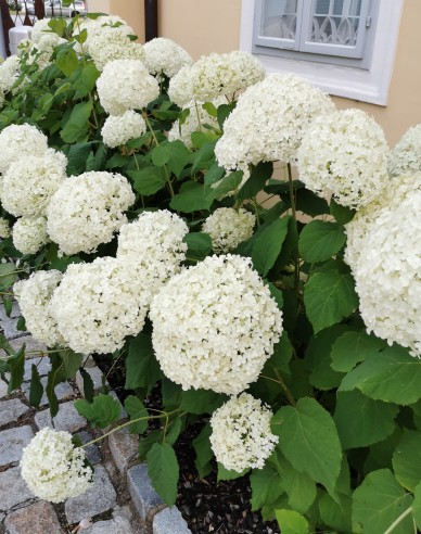 Hortenzie Annabelle