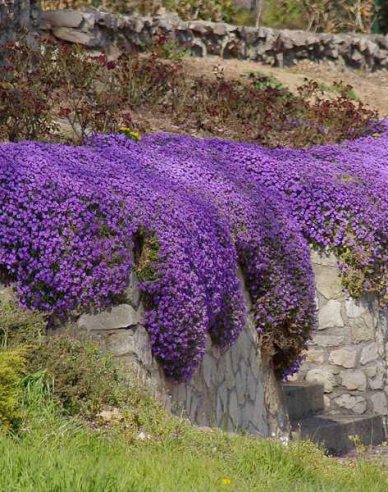 Tařička ´Audrey Blue Shades´