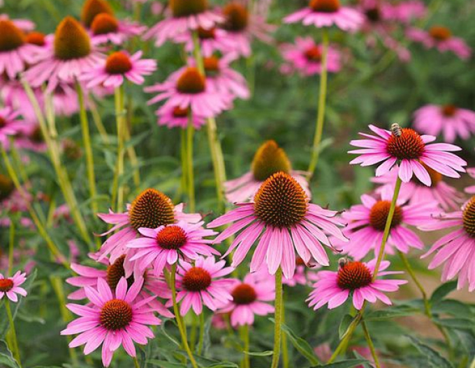 Echinacea purpurea