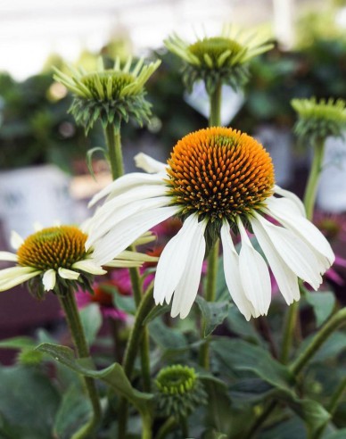 Echinacea ´Alba´