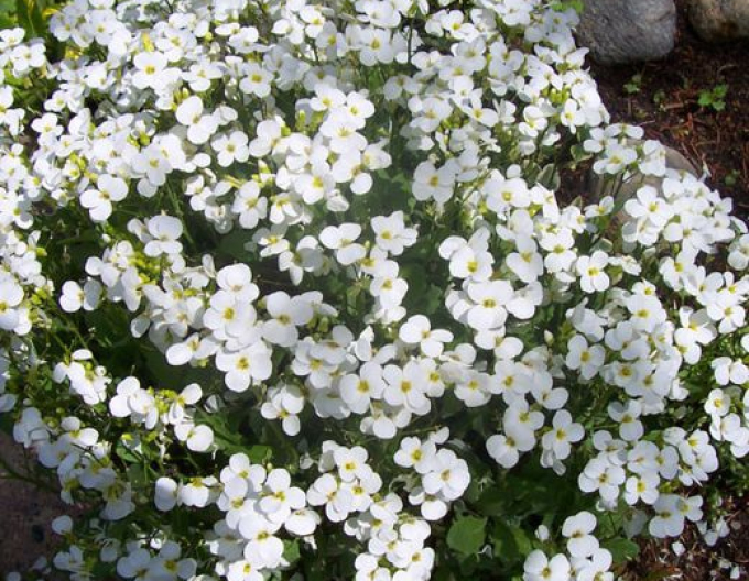 Huseník kavkazský  ´Little Treasure White´