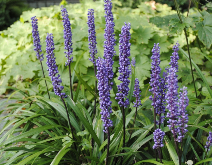 Liriope ’Big Blue’
