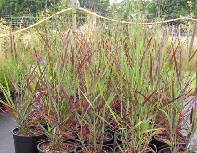 Okrasné proso ´Hot Rot´